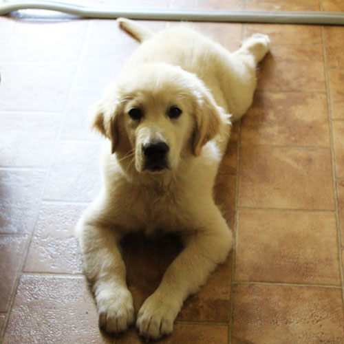 What To Expect When You Bring Home A Puppy (9 Months To 12 Months)